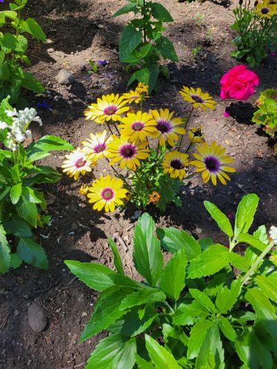 deep yellow daisies in beacon Hill Park