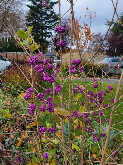 Purple Beautyberry