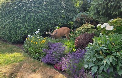 A young deer feasting on daisies from an apartment building garden, Douglas Street in Victoria, BC