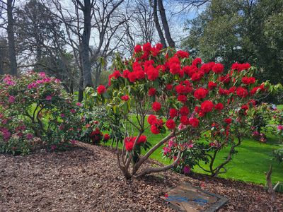 small rhododendron bush with huge, deep red blooms, Beacon Hill Park