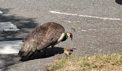 A peahen and baby chick beside the road in Beacon Hill Park, Victoria BC