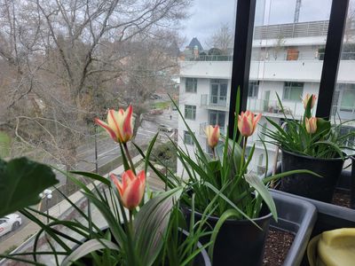 potted tulips in bloom on my balcony