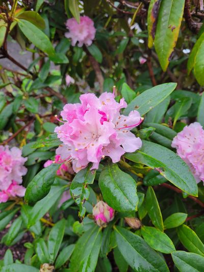 a small rhododendron bush in bloom, with delicate pink and white flowers, Fairfield, Victoria BC