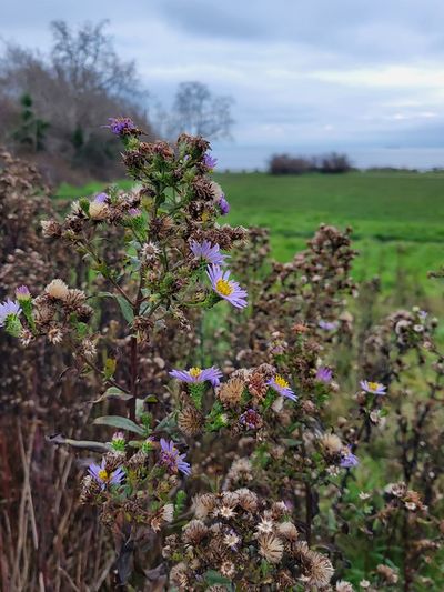 delicate purple flowers with yellow centre, atop a gnarly, thistly plant, Dallas Road, Victoria