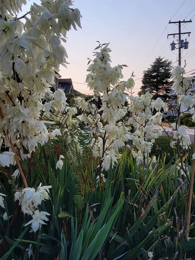A cluster of tall, white Adam's Needle