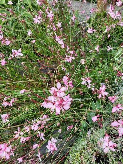Close up of pink Beeblossom blooms