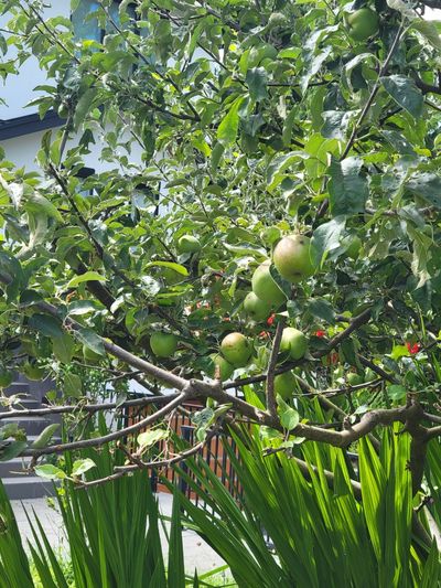 apple tree full of immature apples