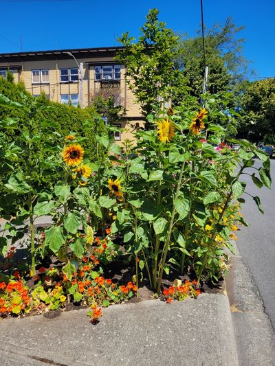 a stand of sunflowers in a boulevard garden