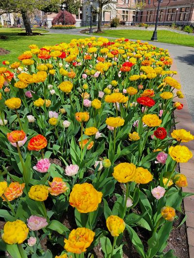 full bed of multicoloured tulips, Empress Hotel, Victoria
