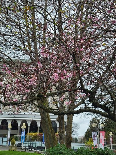 tree on a street corner with pretty pink flowers