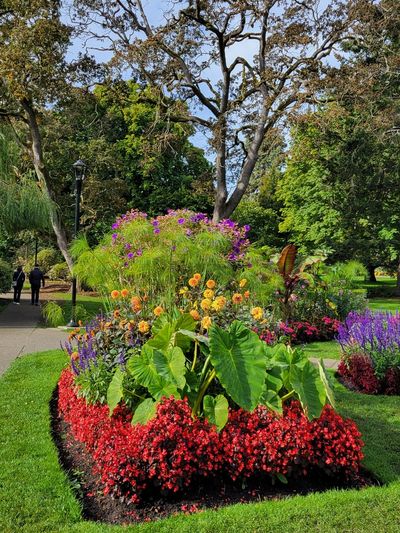 a vibrant fall flower bed, Beacon Hill Park, Victoria