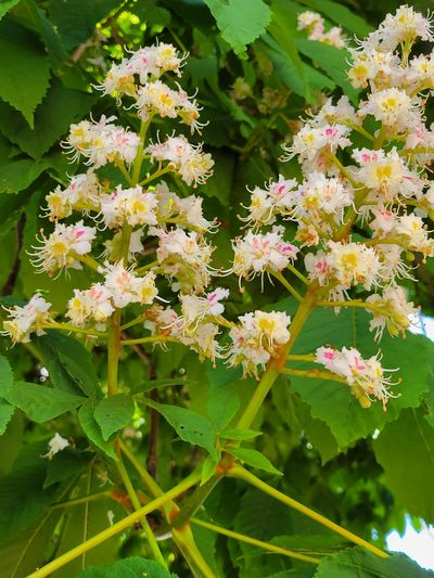 close up of chestnut blossoms, Cook Street, Victoria
