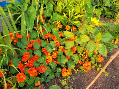 a low planting of deep orange nasturtiums