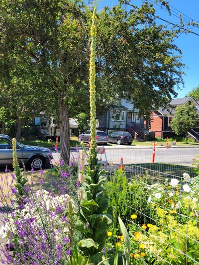6 foot plus unidentified flower stalk