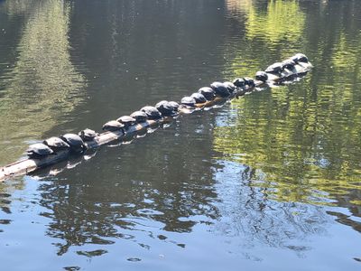 Turtles sunning themselves on a log in Beacon Hill Park
