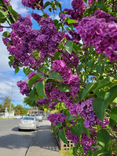 close up photo of a cluster of purple lilac flowers, Oaklands, Victoria.