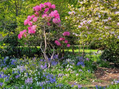 another carpet of camas blossoms underneath a bright pink rhododendron, Beacon Hill Park