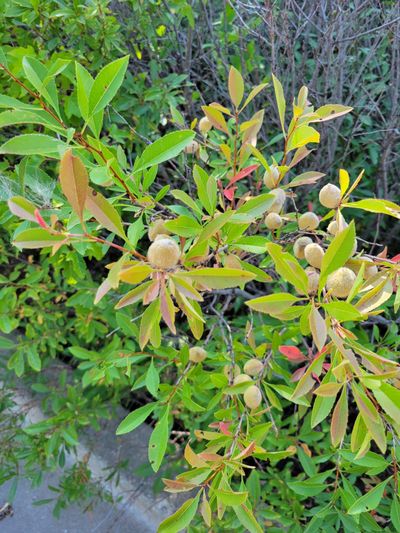 a sand cherry bush, showing off the furry fruit