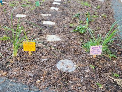 small placards at a newly planted native plant garden next to Ross Bay Cemetary, Victoria