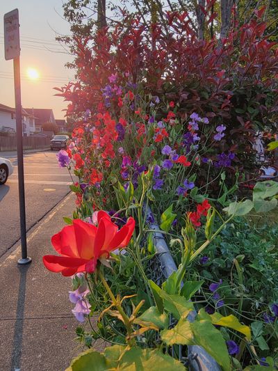 Pink and purple Sweet Peas climbing a chain link fence