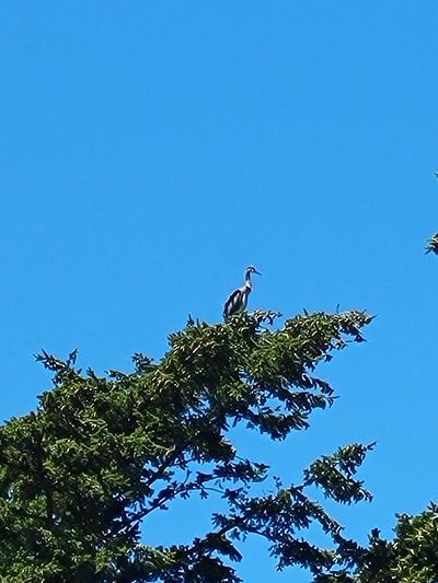 Great Blue Heron perched on a top branch of a tall cedar tree, Beacon Hill Park