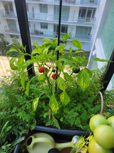 a single sweet pepper plant in a bed with carrots