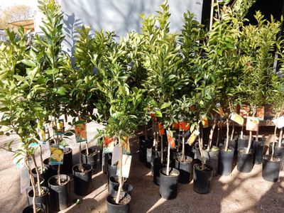 a market stall selling live citrus trees.