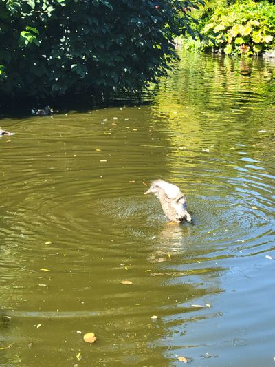 Mother mallard splashing in the pond, Beacon Hill Park