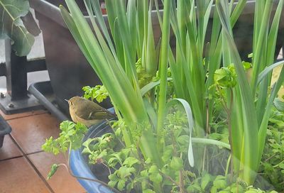 female Ruby crowned kinglet, perched on the side of my planter. A tiny bird with a yellow breast and the fainest red tinge on her head.