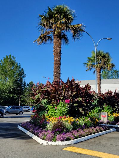 tall planting around palm tree in a parking lot boulevard, Cedar Hill Recreation Centre, Victoria.