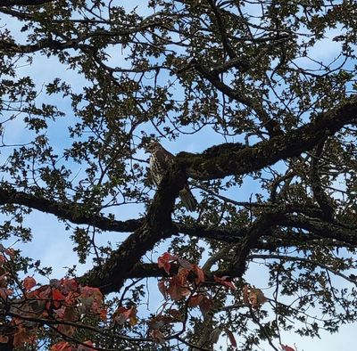 a brown and white hawk sitting on a high branch, Beacon Hill Park, Victoria