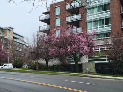 a tree full of pink 'cherry' blossoms along Blanshard Street