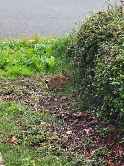 Brown rabbit staring me down at the base of a bush
