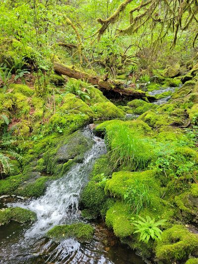 the creek above Cascade Falls, a mass of green mossy rocks with branches and tree trunks across the stream, also covered in deep green moss.