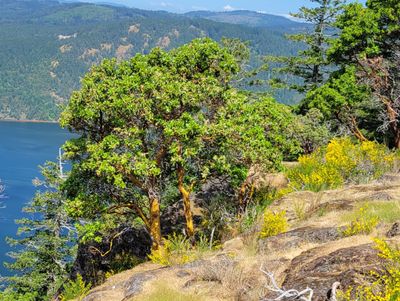 a lovely arbutus tree
