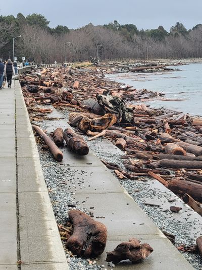 A beach full of tangled driftwood logs jammed up all along Ross Bay Beach
