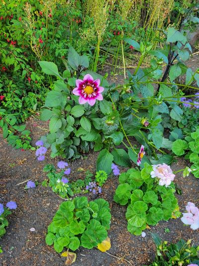 Garden Dahlia with deep purple centre and light purple outer petals, Beacon Hill Park