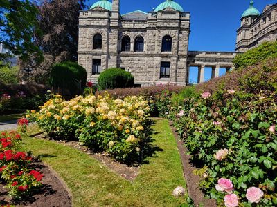 rose garden beside the BC Legislature