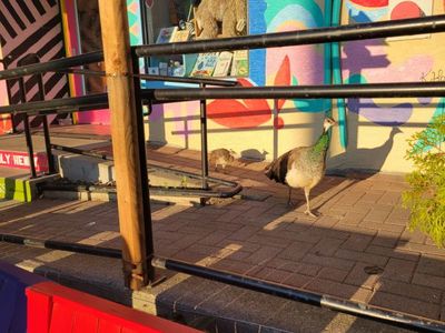 two peacocks outside a bookstore, Cook Street, Victoria BC