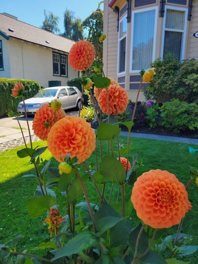 Tall, orange dahlias growing in a neighbour's front garden