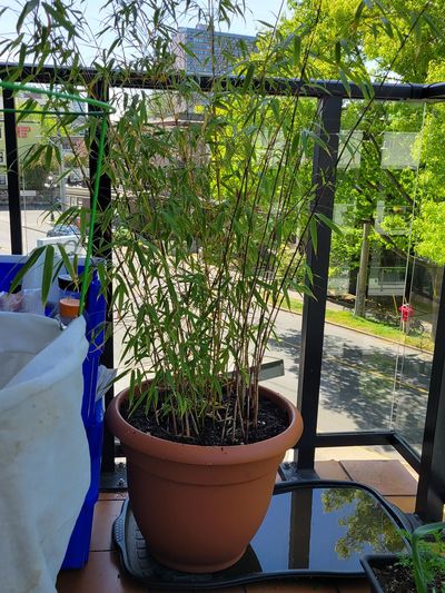 my balcony bamboo plant, transplanted into a new, 16 inch terracotta coloured plastic pot