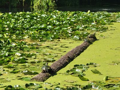 Two algae covered turtles on a log, surrounded by a thick layer of bright green algae