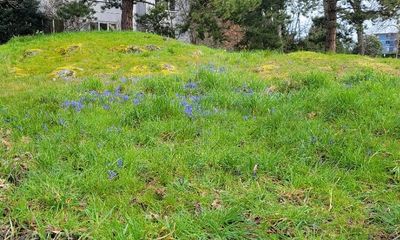 purple camas growing in tall grass, Southgate Street, Victoria BC