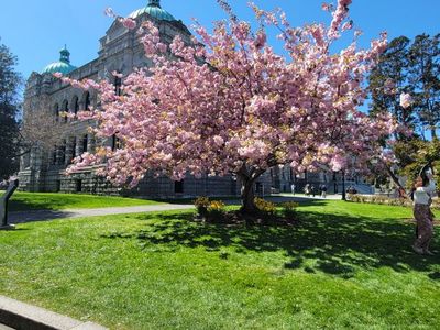 ornamental cherry in full spring blossom, Victoria BC
