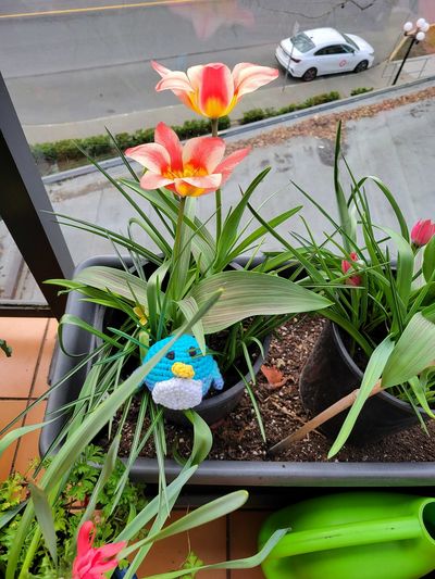 Petra the Spare Parts Penguin, my new crocheted animal, sitting amongst the tulips