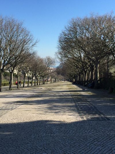 tree lined promenade along Parque Eduardo VII