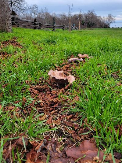 large brown mushroom in the grass along Dallas Road, Victoria