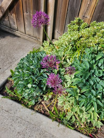 fine, purple allium flowers in a fence border, Oaklands, Victoria.
