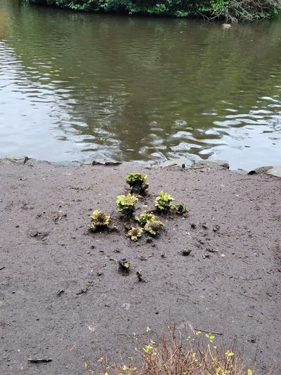 a green cluster of water plant sprouts breaking through the mud