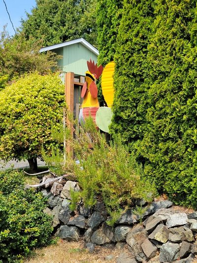 Front yard artwork - a 2m tall painted metal rooster, Oak Bay